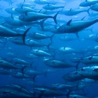 Bluefin tuna are often caught using seine nets, which traps both young and older fish of a whole shoal. Japan's fisheries still swimming upstream