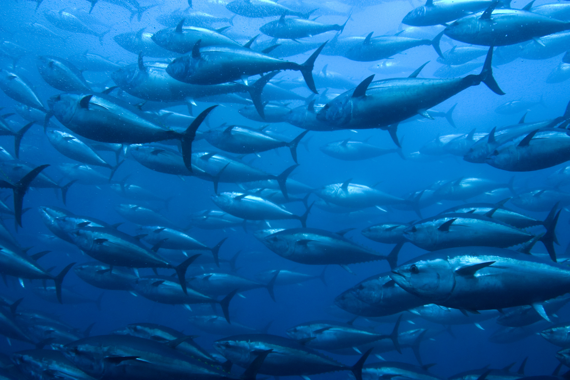 Bluefin tuna are often caught using seine nets, which traps both young and older fish of a whole shoal. | ISTOCK