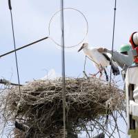 Three baby Oriental White Storks born in March are returned to their nest on Tuesday in Naruto, Tokushima Prefecture, after leg rings were attached to identify them. The project was part of the first wild breeding of the species &#8212; a designated national treasure &#8212; outside a sanctuary in the northern part of  the Kansai region since 1971. | KYODO