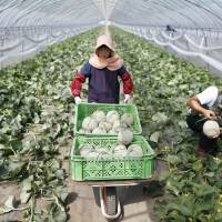 Farmers harvest deluxe melons in Yubari, Hokkaido, on Thursday. The year\'s first auction for the popular and expensive fruit dubbed Yubari Melon will be held on Friday at a wholesale market in Sapporo. | KYODO