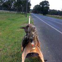 A dead kangaroo tied to a chair on a roadside in the outskirts of Melbourne, Australia, is seen photo released Wednesday. Kangaroo is killed, dressed up and placed in roadside chair, holding a bottle of liquor