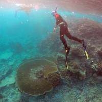 Rangers with the Queenlsand Parks and Wildlife Service snorkel in the Great Barrier Reef area during an inspection of the reef’s condition in an area called the “Coral Gardens” located at Lady Elliot Island, 80 km northeast of the town of Bundaberg in Australia in June 2015. Australia must do more to protect Great Barrier Reef, UNESCO says