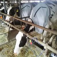 Cows wearing Ushi-ble, technology  developed by apparel firm Gunze Ltd. to allow cattle to beat the summer heat, munch on feed on a farm in this handout photo taken in Kyoto Prefecture on June 8. | KYODO