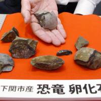 The Fukui Prefectural Dinosaur Museum says a rock found in 1965 in the city of Shimonoseki, Yamaguchi Prefecture, has been confirmed to be a dinosaur egg fossil. 52-year-old discovery in Yamaguchi Prefecture confirmed as dinosaur egg fossil