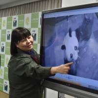 Ueno zoo official Mikako Kaneko (right) and director Yutaka Fukuda announce the birth of a baby panda at a Tokyo news conference Monday. | AFP-JIJI