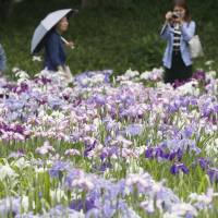 Visitors take photos of an iris garden at Koishikawa Korakuen Garden on Wednesday in Tokyo. The weather agency said the nation’s rainy season started in many parts of the country. | KYODO