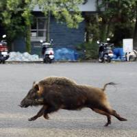 A wild boar is seen running around the grounds of Kyoto University\'s Kumano dormitory in Kyoto\'s Sakyo Ward on Tuesday. | KYODO