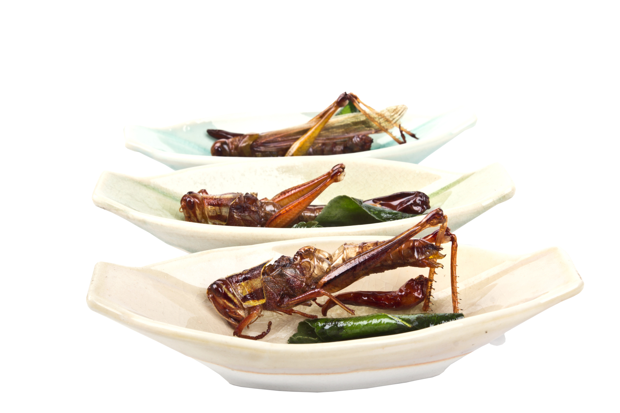 Food bugs: Insects such as locusts could become an alternative food source as Japan's traditional ones become scarce. | ISTOCK