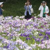 Visitors take photos of an iris garden at Koishikawa Korakuen Garden on Wednesday in Tokyo. The weather agency said the nation\'s rainy season started in many parts of the country. | KYODO