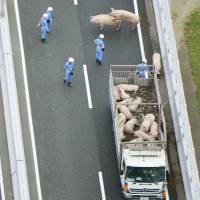 Police officers try to catch pigs that escaped on a highway in Ikeda, Osaka Prefecture, after the truck carrying them collided with another truck. One of the  drivers was injured in the accident but the 19 porcine escapees were unharmed. | KYODO