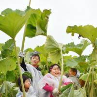 As rain falls over the town of Ashoro, Hokkaido, on Sunday, children use leaves of giant butterbur plants as umbrellas during a harvesting event. Local people eat the plants, which can grow to be 2 meters tall, as a nutritious ingredient in various dishes. | KYODO