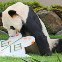 Eimei, a male giant panda at the Adventure World park in Shirahama, Wakayama Prefecture, enjoys an ice treat as a Father\'s Day gift on Sunday. The 20-year-old panda has fathered 14 cubs. | KYODO