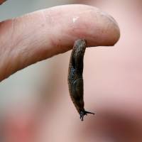 A slug hangs from the finger of a gardener in a park in London last year. Scientists turn to slug slime to create new kind of surgical glue
