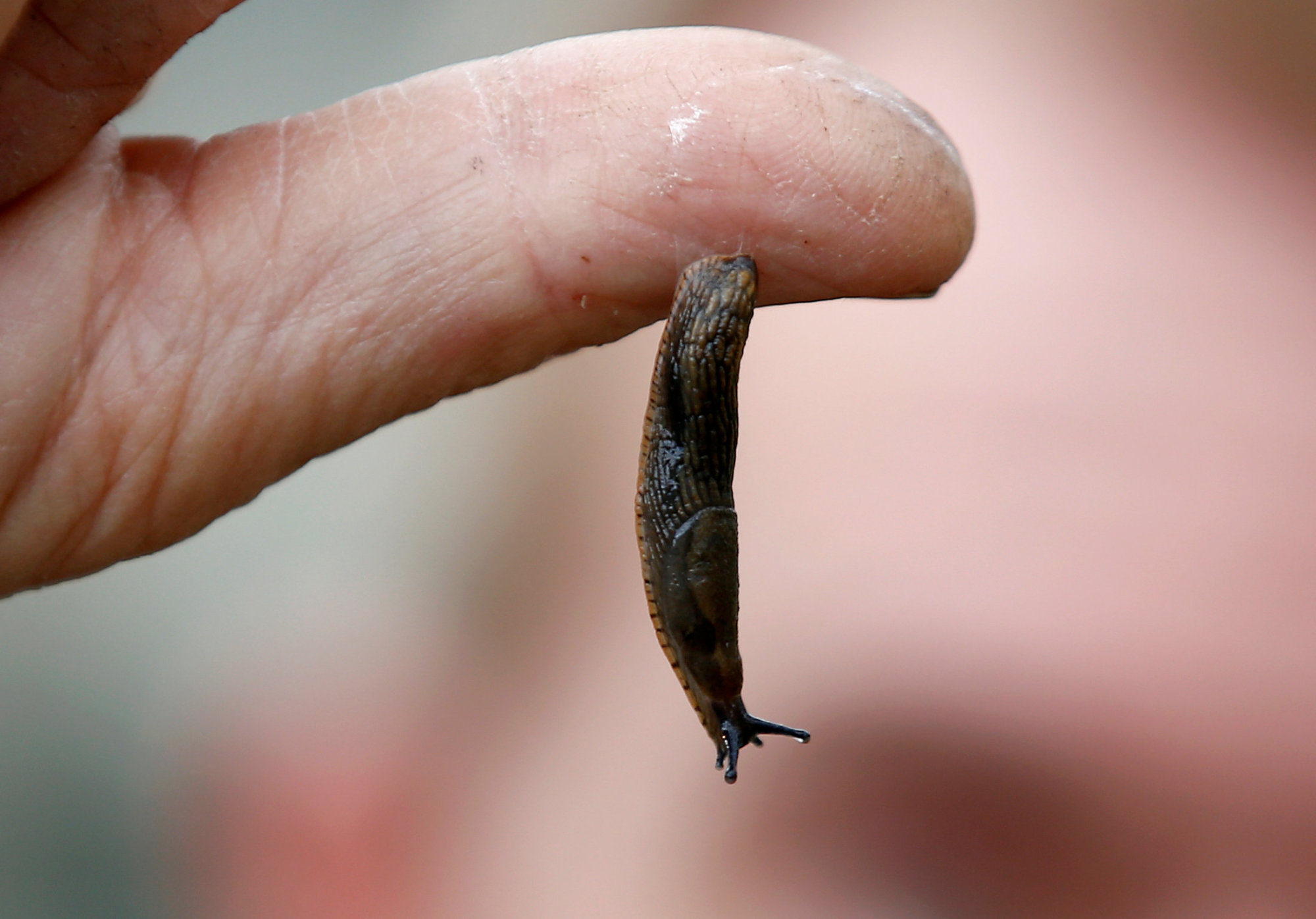 Scientists turn to slug slime to create new kind of surgical glue - The  Japan Times