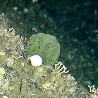 A Latrunculia austini sponge sits on the seabed off Alaska. Small sea sponge holds big promise against pancreatic cancer