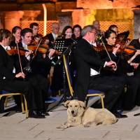 A dog sits next to Vienna Chamber Orchestra musicians during a concert at the ruins of ancient Ephesus, near Izmir, Turkey, on June 20. Stray dog steals the show during classical concert at Turkish international festival