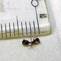 The first fire ant to reach the Kanto region was found at Oi cargo terminal at Tokyo port on Tuesday. | THE ENVIRONMENT MINISTRY / VIA KYODO