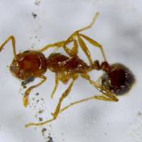 More fire ants have been found at Hakata port in Fukuoka Prefecture. | ENVIRONMENT MINISTRY