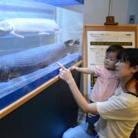 Specimens of alligator gar are displayed at Hekinan Seaside Aquarium in Aichi Prefecture. | CHUNICHI SHIMBUN
