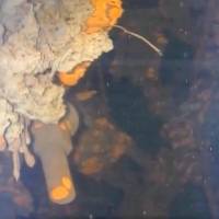 Material likely to be nuclear fuel debris is seen at the bottom of reactor 3\'s containment vessel at the crippled Fukushima No. 1 power plant. | INTERNATIONAL RESEARCH INSTITUTE FOR NUCLEAR DECOMMISSIONING / VIA KYODO