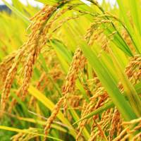 The European Union may lift an import restriction on rice produced in nuclear disaster-hit Fukushima Prefecture. EU looks at lifting import curbs on Fukushima rice, Tohoku marine products, wild vegetables: sources