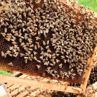 Heavy rain killed 250,000 honeybees at an apiary in Asakura, Fukuoka Prefecture. The city was among areas in northern Kyushu hit by torrential rains earlier in July. Flood kills 250,000 honeybees at Fukuoka apiary