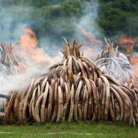 Elephant tusks, confiscated by the Kenyan government from poachers, are incinerated in April 2016 at Nairobi National Park. Rakuten Inc. has decided to ban the sale of ivory items on its shopping site in light of international criticism. | KYODO