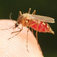 A new study by researchers at Nagoya University has shown that human blood extracted from a mosquito can be traced back to its original owner up to 48 hours after it has siphoned it off. In the future, they said, this blood could be used to convict offenders. Human blood from mosquitoes could identify criminals, Nagoya University team says