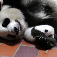 A picture taken on Tuesday shows a new panda cub holding onto her mother\'s arm at Tokyo\'s Ueno Zoo. | TOKYO ZOOLOGICAL PARK SOCIETY