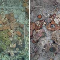 This combination of handout pictures released by Japan’s National Institute for Environmental Studies and created on July 18 shows coral reefs in Toyotama, off the coast of Tsushima island taken in January 2016 before bleaching and the same coral reefs in December 2016, after bleaching due to high water temperature. Damage to world's northernmost coral reef blamed on high ocean temperatures