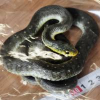 A snake that bit a 10-year-old boy in Hyogo Prefecture could have been a tiger keelback, which is poisonous, police said Sunday. | KYODO