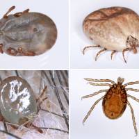 Four different kinds of ticks known to exist in Japan are seen. | NATIONAL INSTITUTE OF INFECTIOUS DISEASES / VIA KYODO