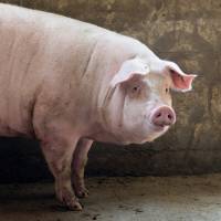 Sign of the times: Long a bastion of pork consumption, Germany has seen demand for it drop for three straight years. Germans increasingly shunning pork, going green