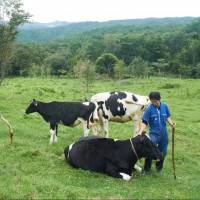 Kotaro, the eldest of the Yoshizuka siblings, tends his family’s cows at Tanohata Yamachi Rakuno in Iwate Prefecture. Putting dairy cows to pasture makes for healthy soil, delicious milk