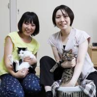 Dreams come true: Cats Dyna and Kohnan find a home in Saitama