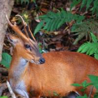 Oh deer: Reeves\' muntjacs, which mate at any time of the year, reach maturity at the tender age of 1, making them a fast-breeding pest in Japan. | ISTOCK