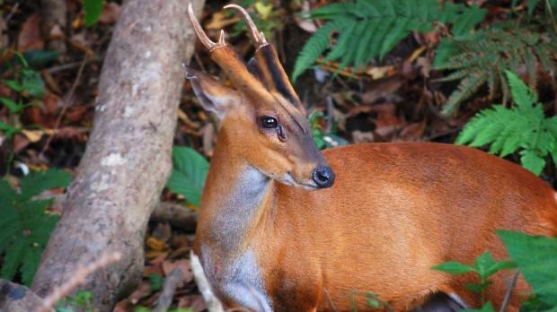 Oh deer: Reeves’ muntjacs, which mate at any time of the year, reach maturity at the tender age of 1, making them a fast-breeding pest in Japan. Don't be fooled, pests are a problem — no matter how cute they appear