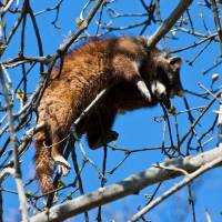 Raccoon-dog-tired: Another invasive species in Japan is the raccoon, which has gone feral in 42 of Japan\'s 47 prefectures. | ISTOCK