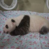 A photo taken Wednesday shows a baby panda born a month ago at Ueno Zoo in Tokyo. The Tokyo Metropolitan Government plans to accept suggestions for her name from the public, starting on July 28. | TOKYO ZOOLOGICAL PARK SOCIETY