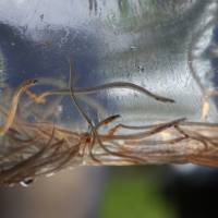 Baby eels swim in a plastic bag after being caught near Brewer, Maine, in May. During springtime eel runs up Maine rivers a handful of legal eel fishermen search for them at night, armed with nets. U.S. targets eel poachers as harvest fluctuates, prices surge