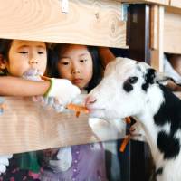 Children feed a calf at Pasona Group\'s Otemachi Farm, set up on the 13th floor of the firm\'s headquarters in Tokyo\'s Otemachi district on Wednesday. | KYODO