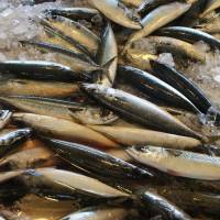 Japan’s saury catches are expected to hit a record low in the period from August to December. Japan's saury catches may sink to record low from August to December