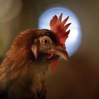 A chicken sits in an enclosure at a chicken farm on Friday in Gaesti, southern Romania, Friday. Contaminated eggs from Europe found in Hong Kong