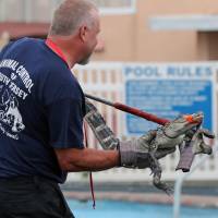 Sam Holland of Animal Control of South Jersey captures an alligator that was in the outdoor pool of Bayview Inn & Suites in Atlantic City, New Jersey, on Tuesday. Alligator found in pool at New Jersey motel