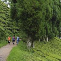 Darjeeling’s Happy Valley Tea garden is the target of an indefinite strike called by the Gorkha Janmukti Morcha. Darjeeling unrest threatens tea shortage