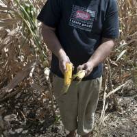 Serbian farmer Pavel Tordaj shows corn damaged by drought in Padina on Thursday. Extreme heat decimating crops in parts of Europe