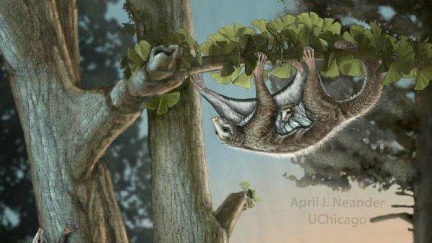 How the first airborne mammals took off, 100 million years before bats |  The Japan Times