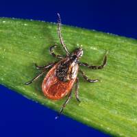 This undated photo provided by the U.S. Centers for Disease Control and Prevention (CDC) shows a blacklegged tick — also known as a deer tick. Diagnosing if a tick bite caused Lyme or something else can be difficult but scientists are developing a new way to catch the disease early, using a “signature” of molecules in patients’ blood. Researchers using 'signature' of molecules for new early test to detect Lyme, other tick-borne disease