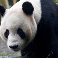Tian Tian, a giant panda, walks in the outdoor enclosure at Edinburgh Zoo, Scotland, in 2016. High hopes in Edinburgh as U.K.'s only panda may be pregnant
