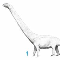A Patagotitan towers over a human in this illustration. Levi bernardo (own work), via wikimedia commons / CC BY-SA 3.0 New heavyweight champion of dinosaurs: Patagotitan